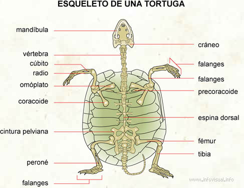 Esqueleto de una tortuga (Diccionario visual)